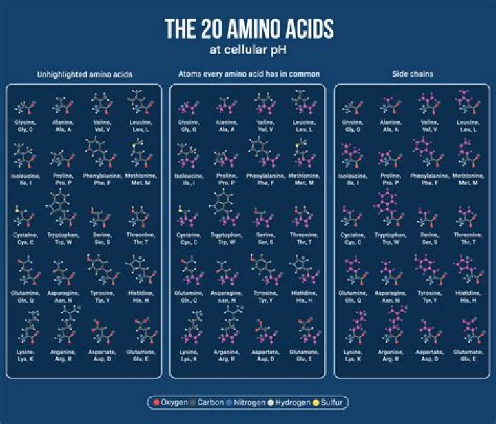 Are all amino acids levorotatory?