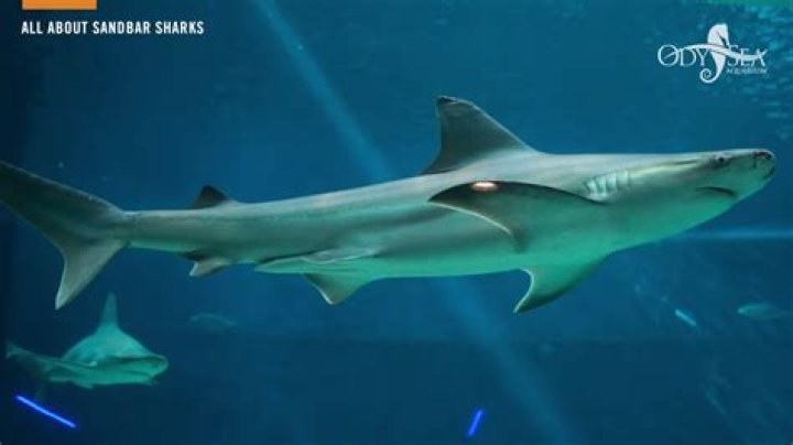 Are sandbar sharks aggressive?