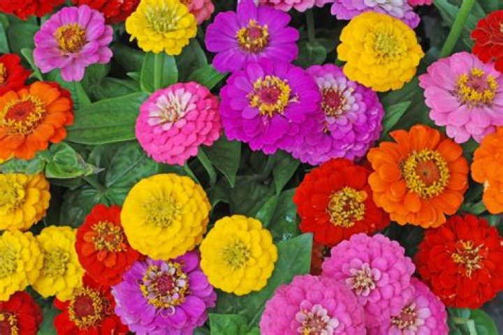Are zinnias rabbit resistant?