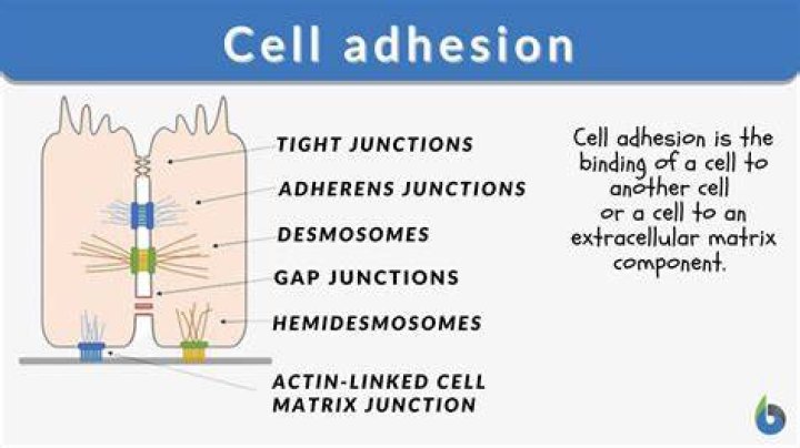 At does adhesion mean?