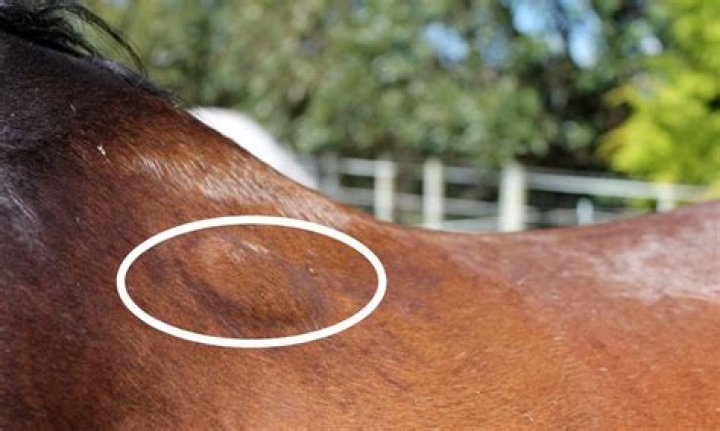 Do you get used to saddle sore?