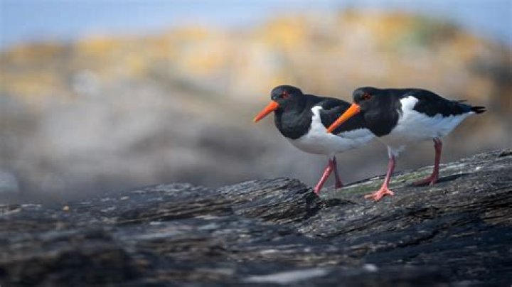 How long do oyster catchers live?