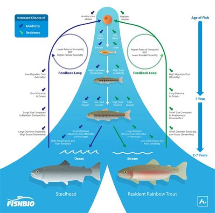 How long do triploid rainbow trout live?