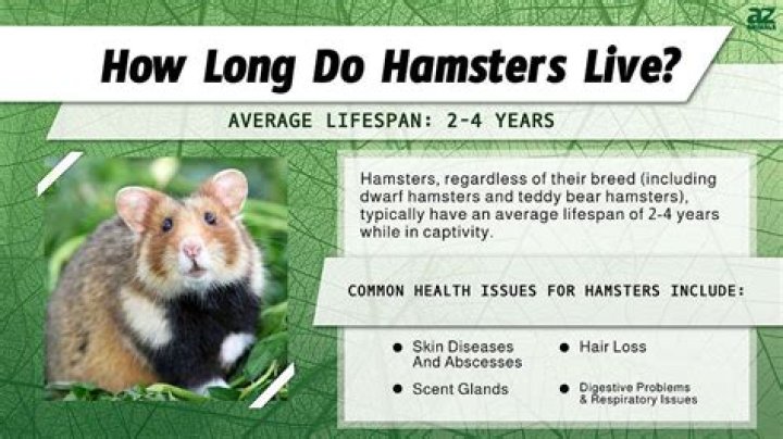 How long to hamsters live for?