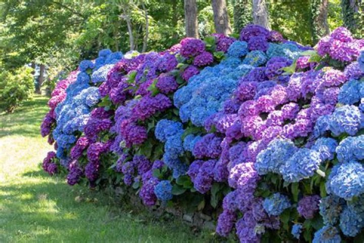 How much does a bunch of hydrangeas cost?