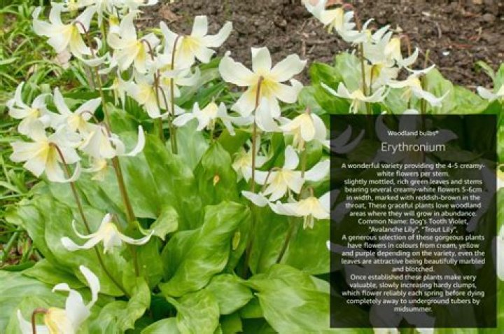 How to plant erythronium?