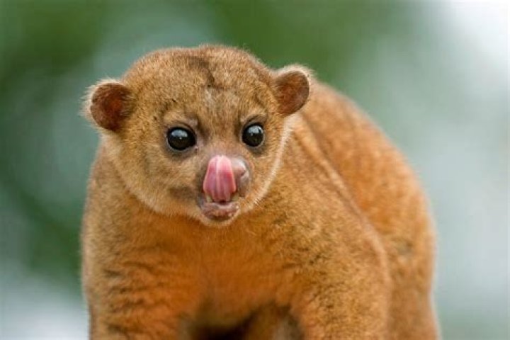 What a kinkajou look like?