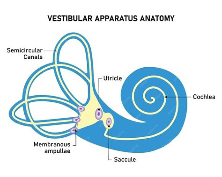 What does the utricle and saccule do?