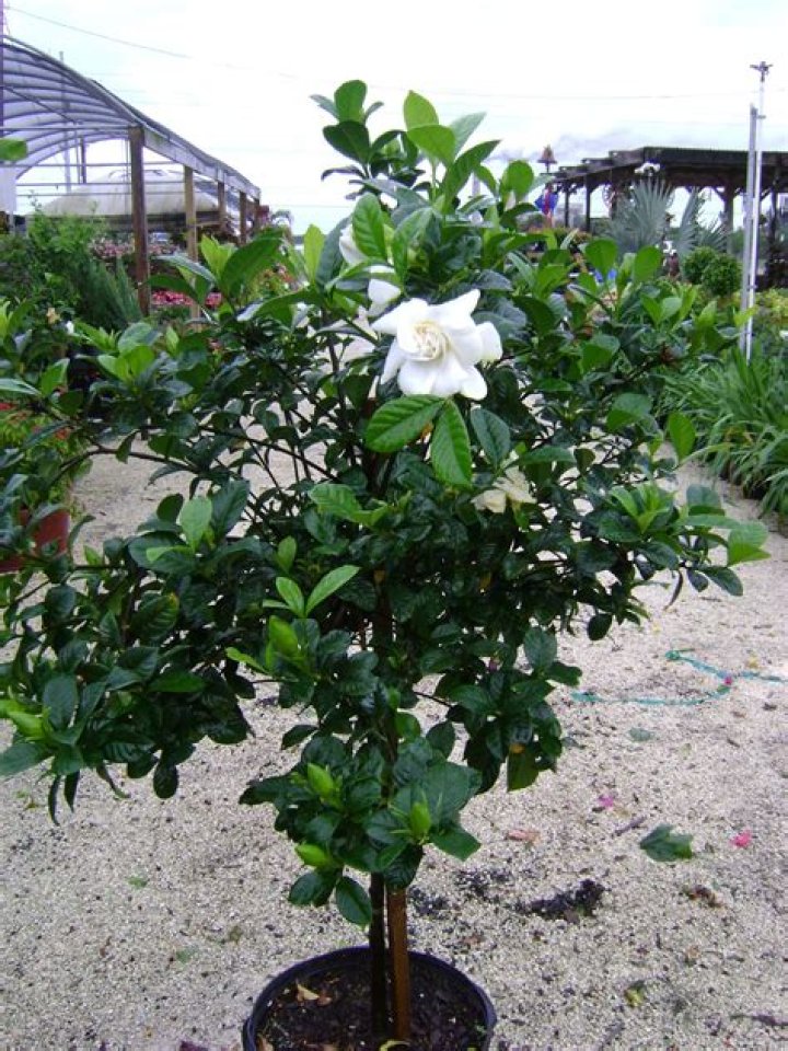 What is a grafted gardenia?
