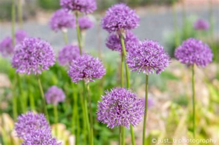 What is an allium flower?
