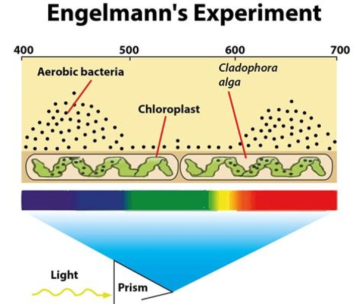 What is engelmann's experiment?