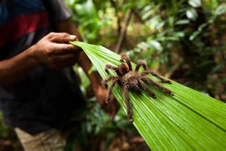 What spiders live in the Amazon rainforest?
