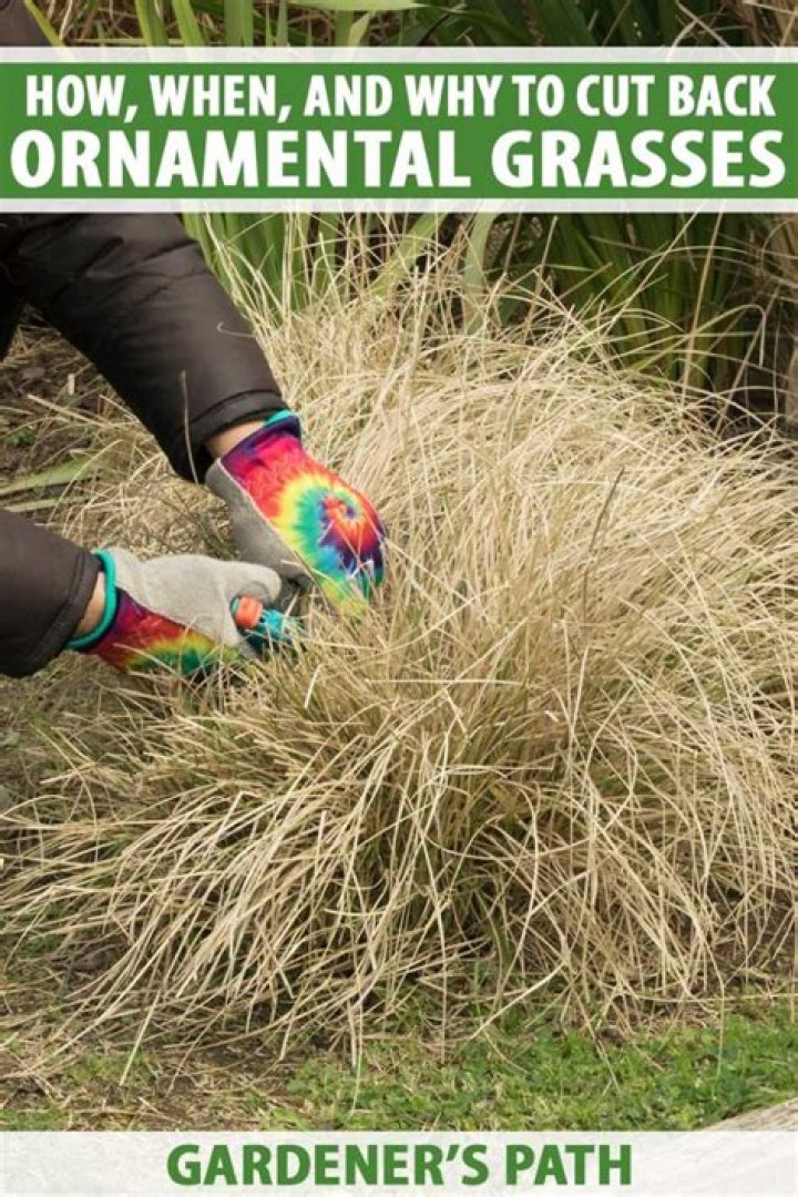 When to trim ornamental grasses?
