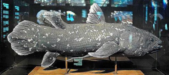 When were coelacanths discovered?