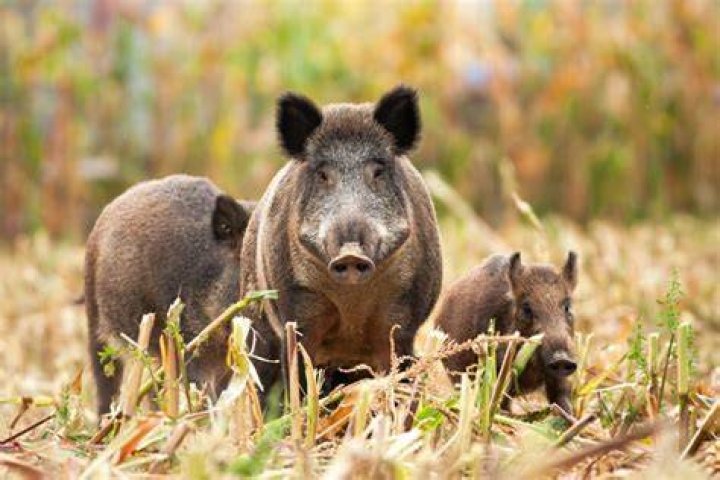 Where did pigs come from?
