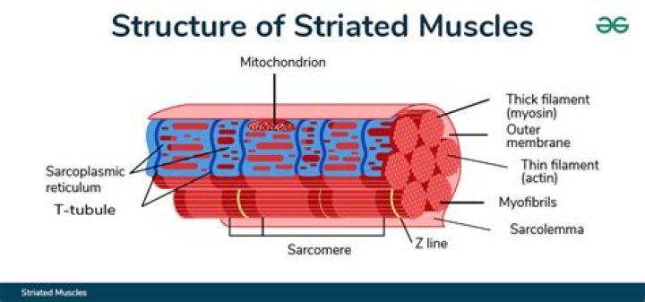 Where is muscle striations?
