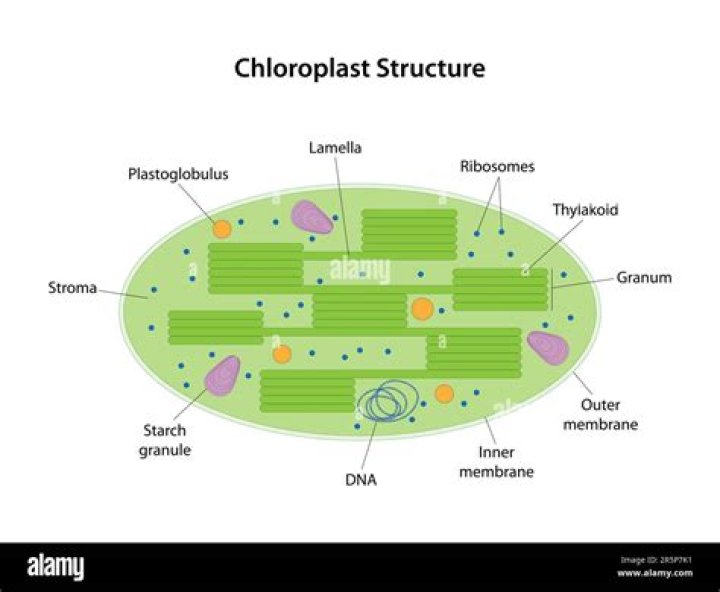 Where is the chloroplast stroma?