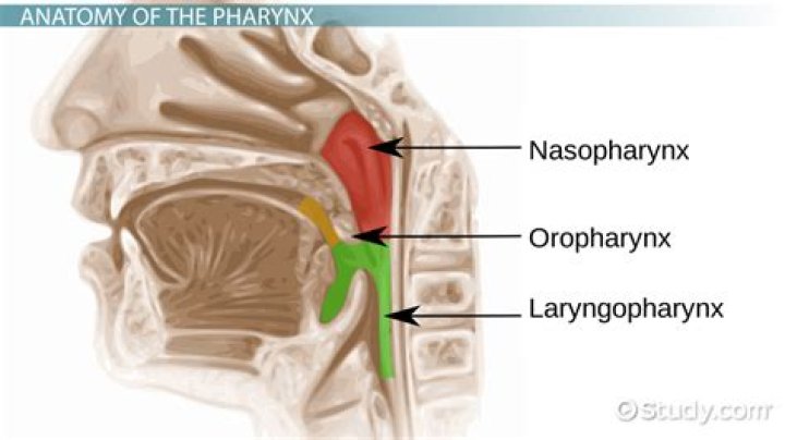 Where is your nasopharynx?