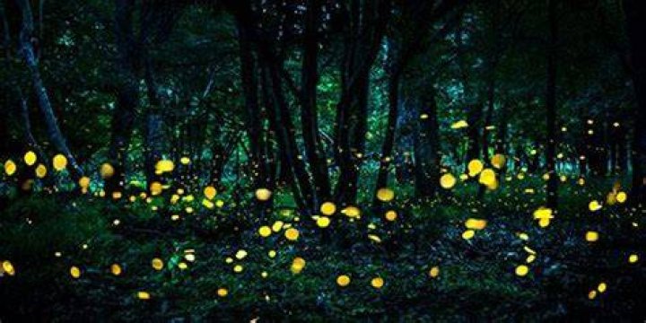 Where to see synchronous fireflies?