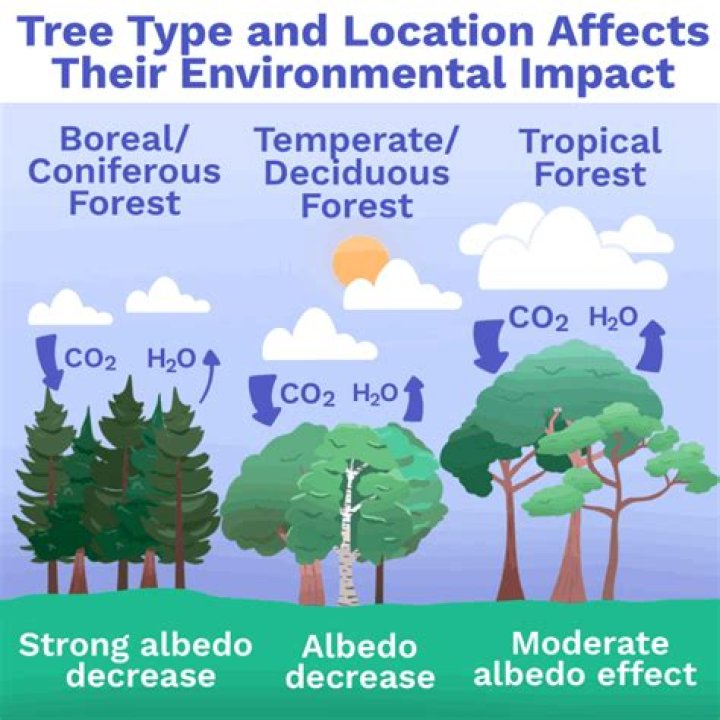 Who is reforestation important?