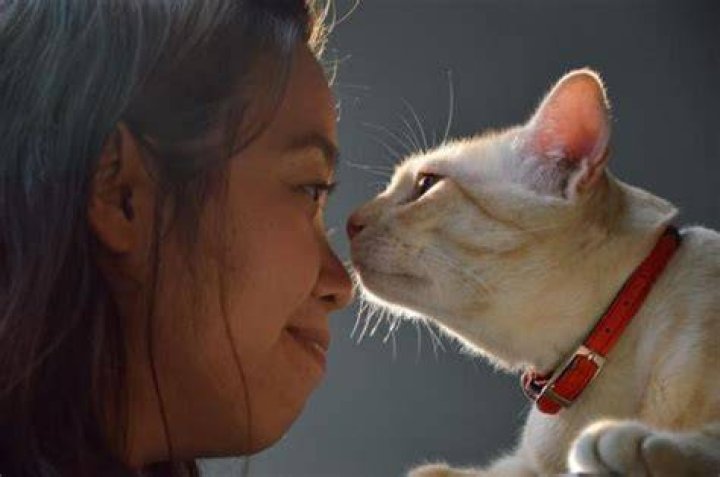 Why do cats head butting?