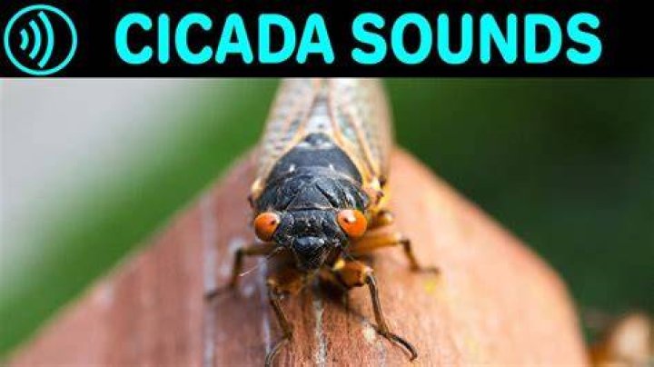 Why do chicharras make noise?