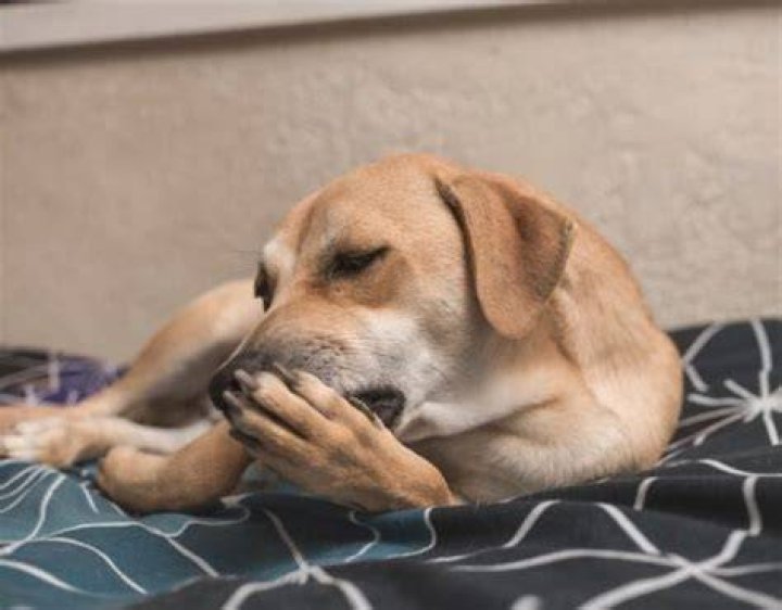 Why is my dog acting drugged?