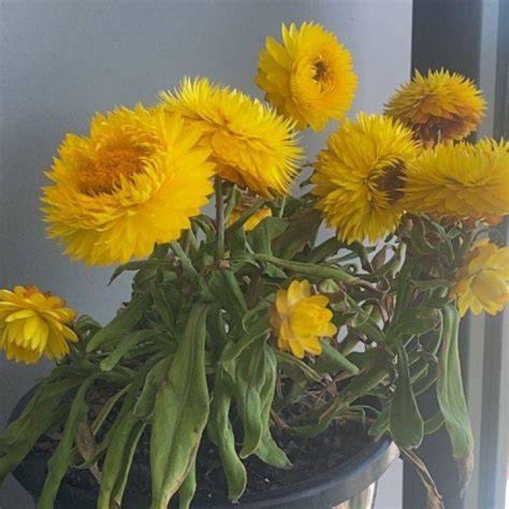 Why is my strawflower dying?